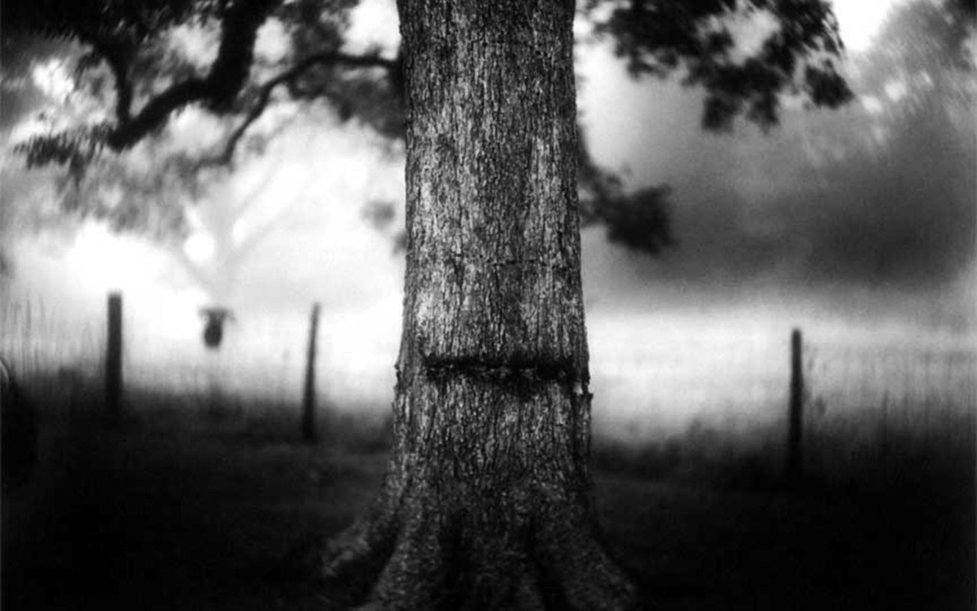 Photogramme de cette nuit là : un arbre dans la nuit